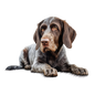 German Wirehaired Pointer 13