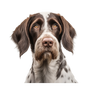 German Wirehaired Pointer 14