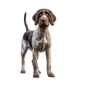 German Wirehaired Pointer 15
