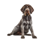 German Wirehaired Pointer 17