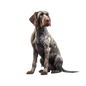 German Wirehaired Pointer 18