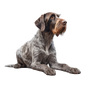 German Wirehaired Pointer 4