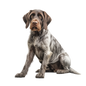 German Wirehaired Pointer 5