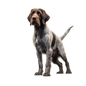 German Wirehaired Pointer 6