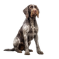 German Wirehaired Pointer 8