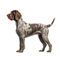 German Wirehaired Pointer 9