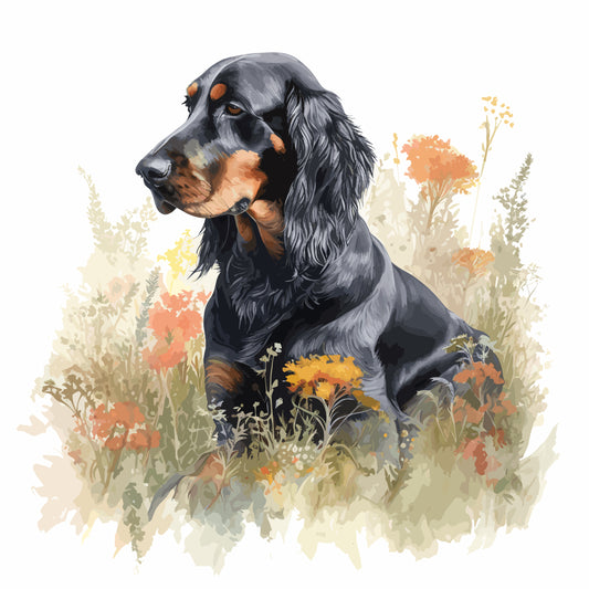 Gordon Setter 1