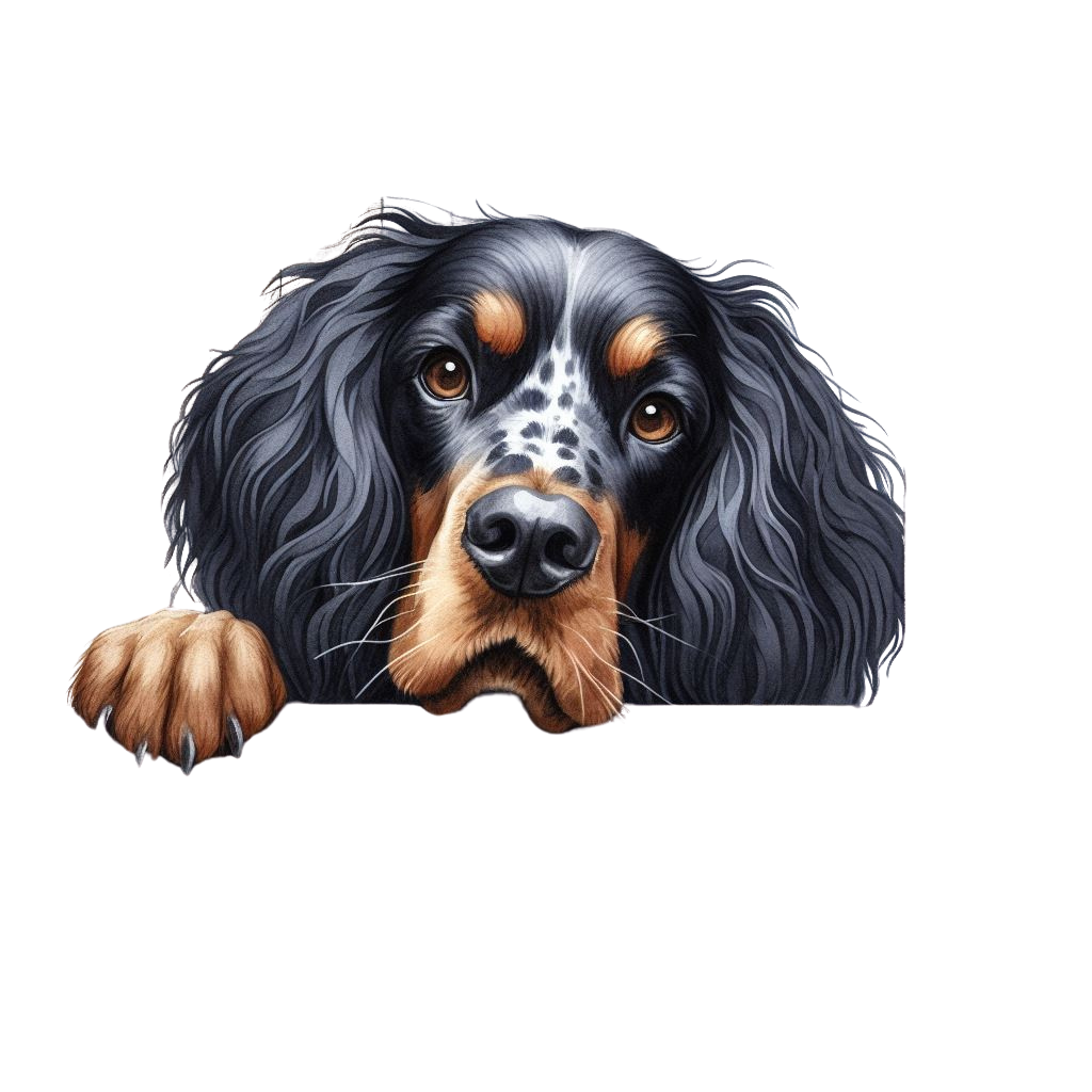 Gordon Setter 11