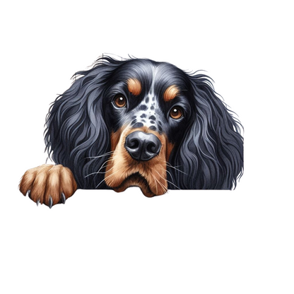 Gordon Setter 11