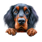 Gordon Setter 13