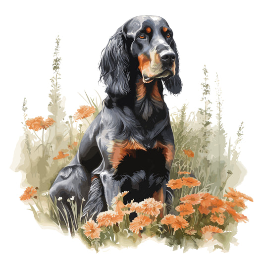 Gordon Setter 6