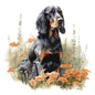 Gordon Setter 6