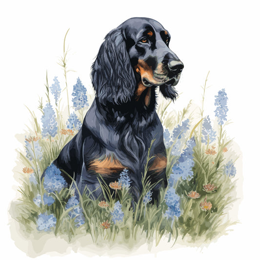 Gordon Setter 7
