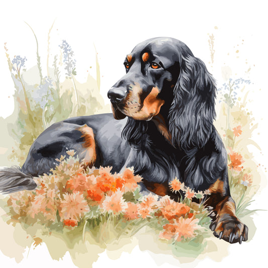 Gordon Setter 9