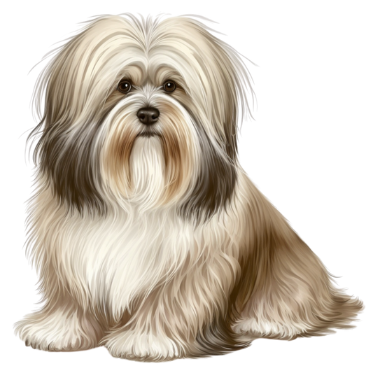 Havanese 10