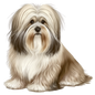 Havanese 10
