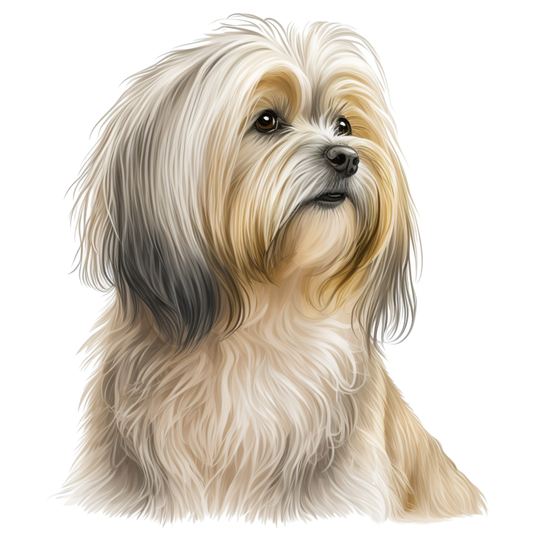 Havanese 11