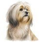 Havanese 11