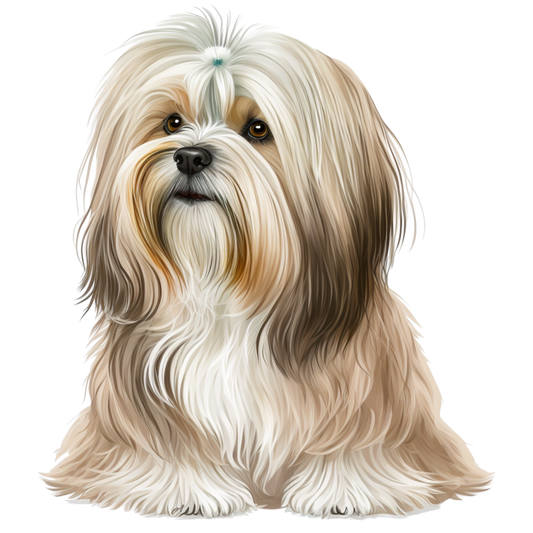 Havanese 12