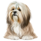 Havanese 12