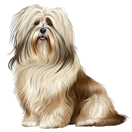 Havanese 13