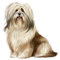 Havanese 13
