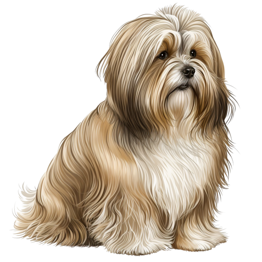 Havanese 14