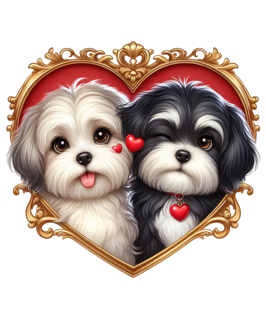Havanese 2