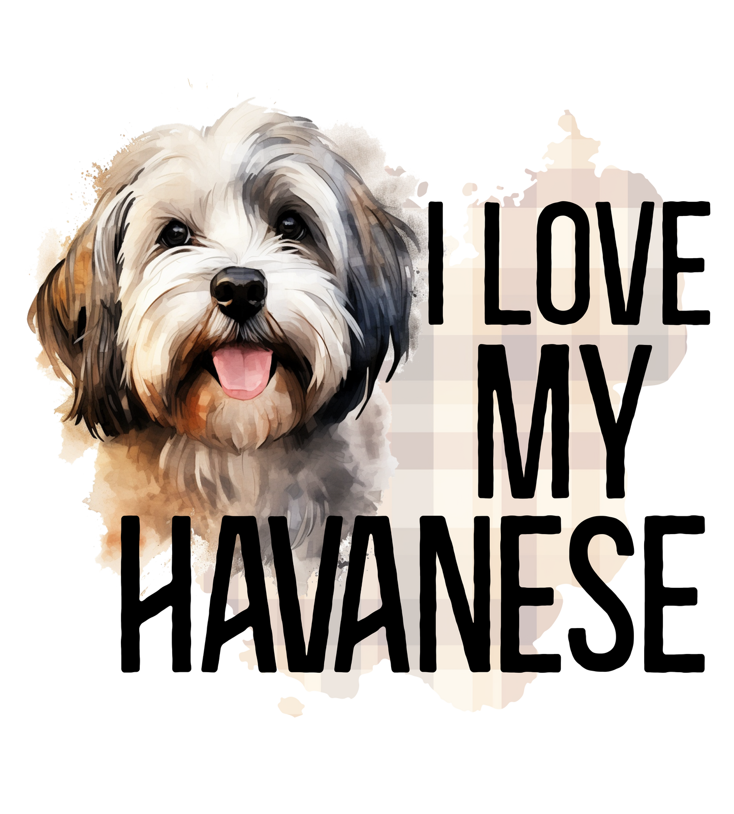 Havanese 3