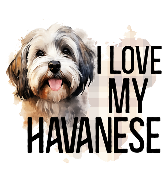 Havanese 3
