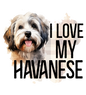 Havanese 3