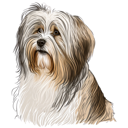 Havanese 4