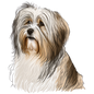 Havanese 4