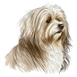 Havanese 5