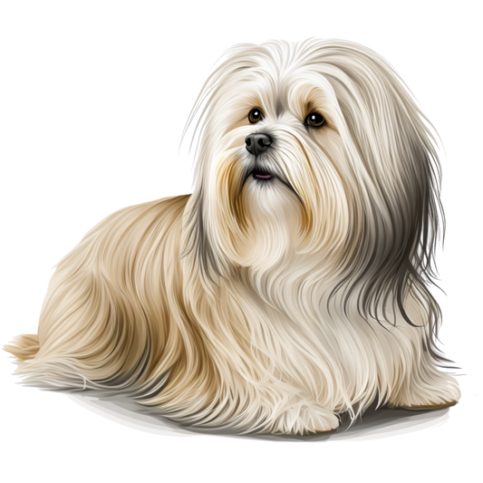 Havanese 6