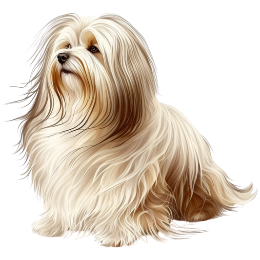 Havanese 7