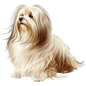 Havanese 7