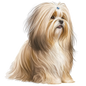 Havanese 8