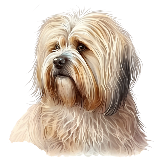 Havanese 9