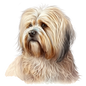 Havanese 9
