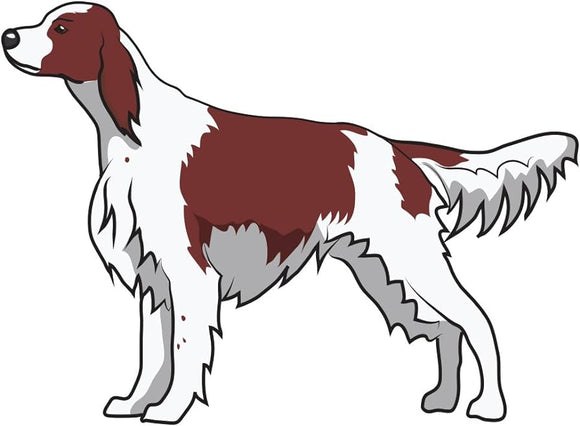 Irish Red & White Setter 2