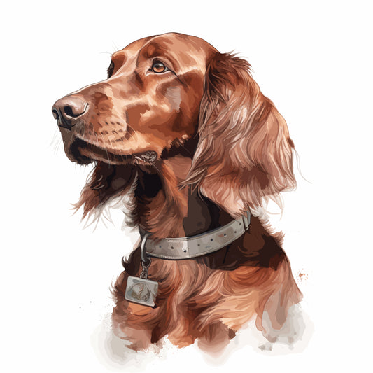 Irish Setter 10