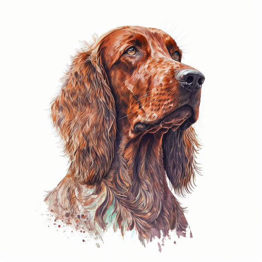 Irish Setter 16