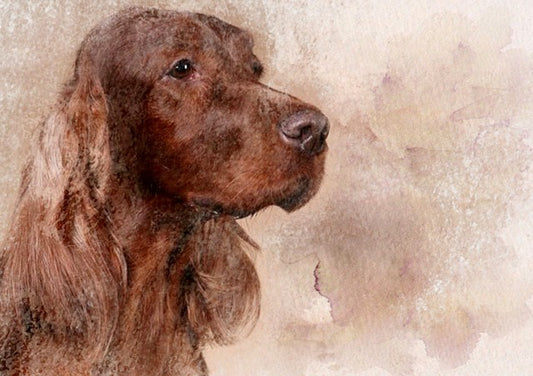Irish Setter 17