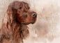 Irish Setter 17