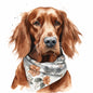 Irish Setter 2