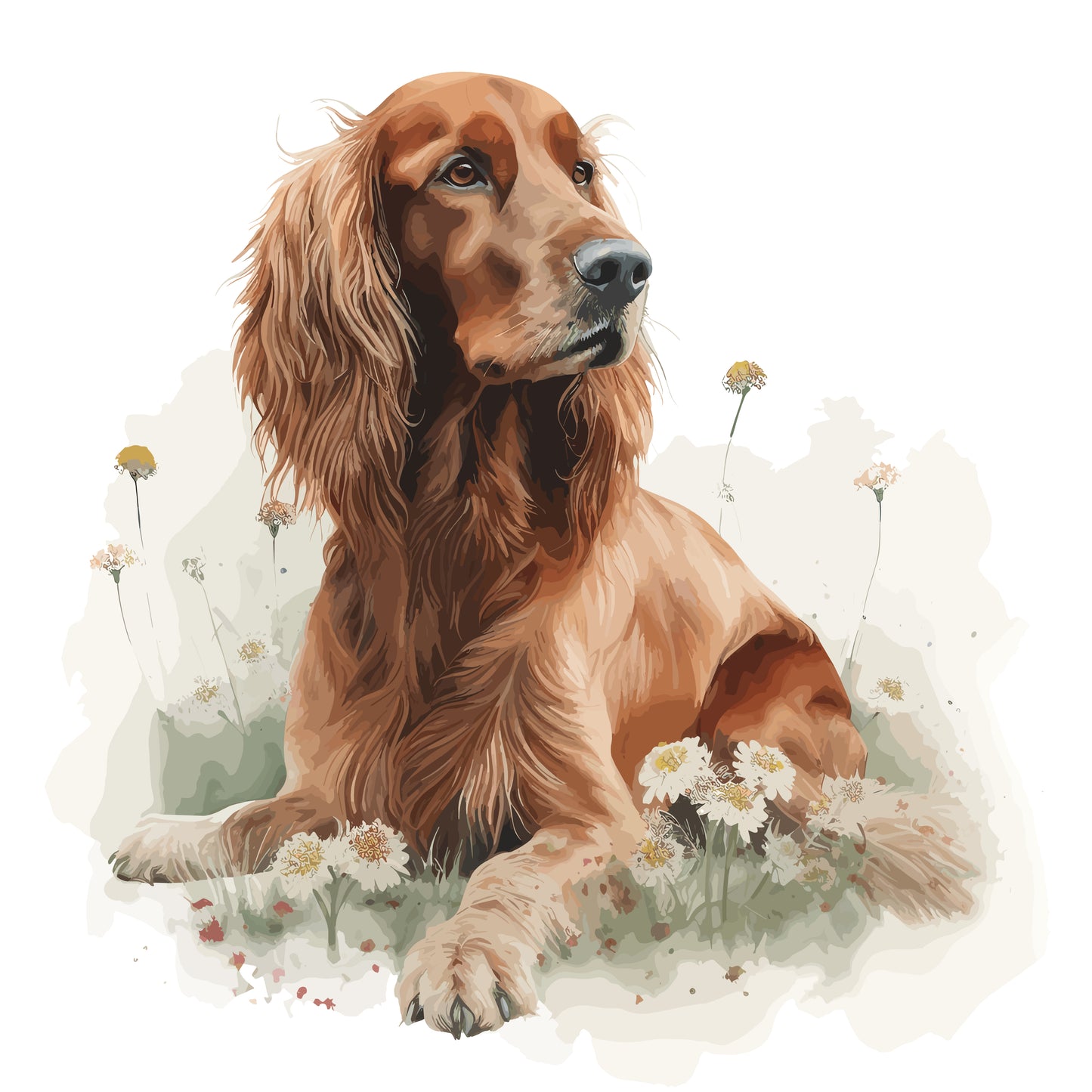 Irish Setter 3