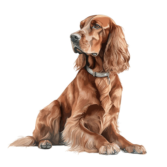 Irish Setter 4