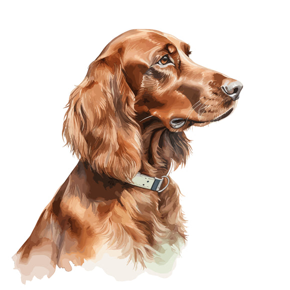 Irish Setter 5