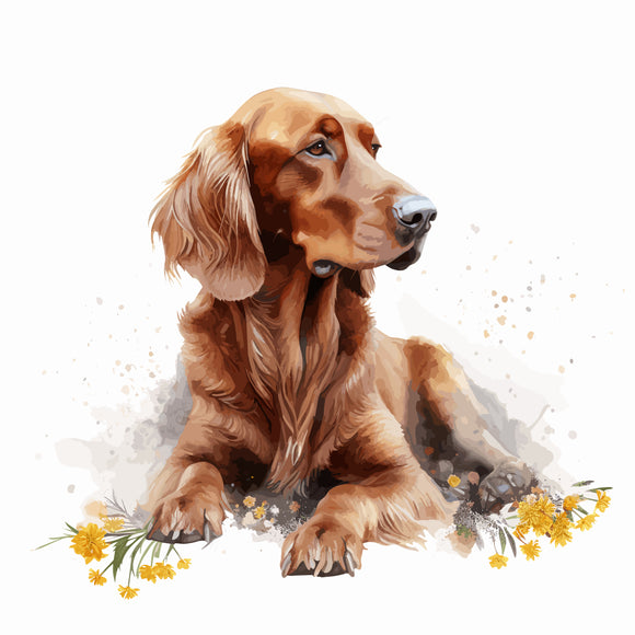 Irish Setter 6